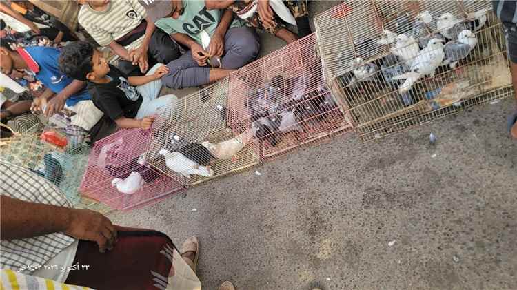سوق الطيور في عدن.. هنا لا تتخلف الجمعة عن موعدها
