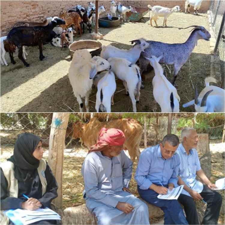 نزول ميداني لتقييم تدخلات الفاو وتطوير برامج الثروة الحيوانية بمديرية القطن