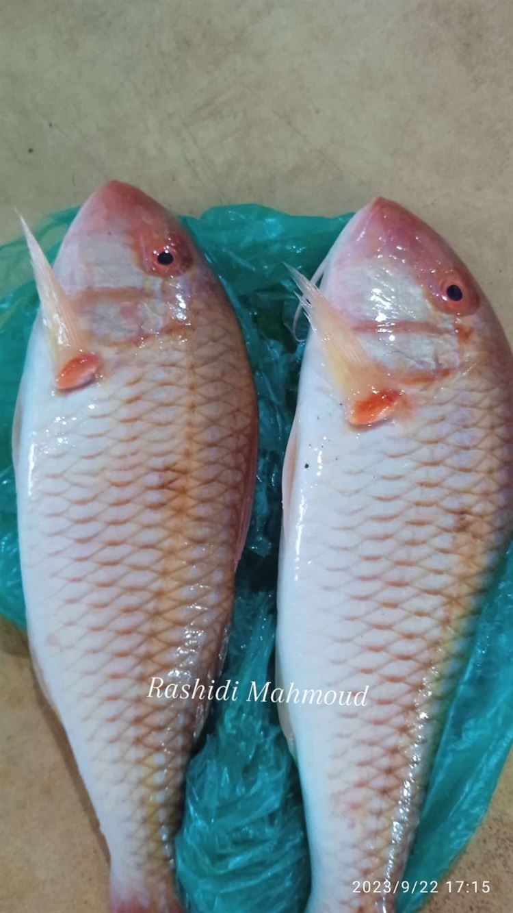 سمكة ومعلومة.. الخرفي  سلطان إبراهيم