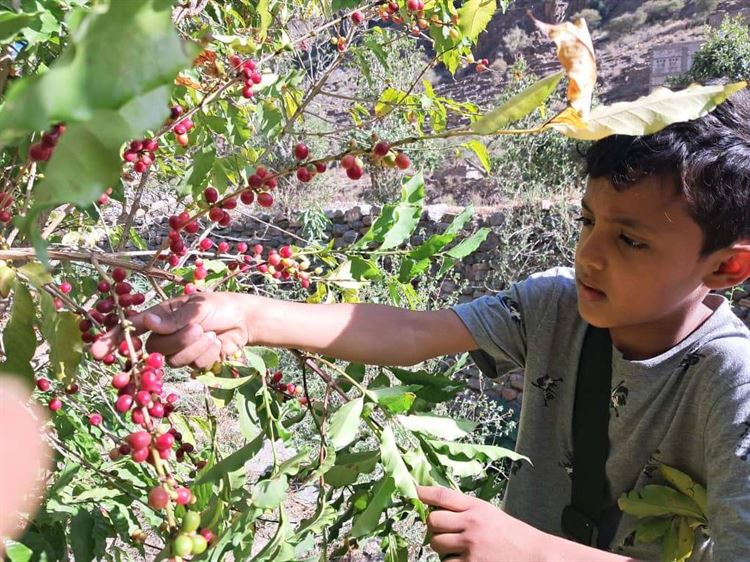 يافع.. إنطلاق جني ثمار شجرة البُن بموسم حصاد خيري بكافة المديريات