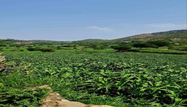 جمال ورونق وادي المعاين بجبل جحاف محافظة الضالع