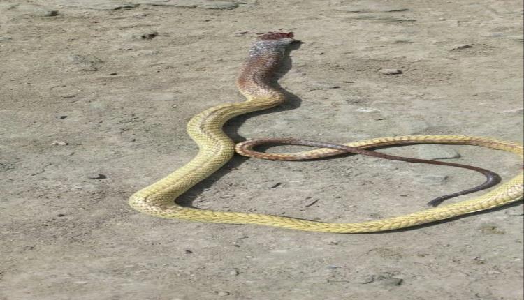 شاب من مديرية سرار يافع يقتل ثعبان ضخم