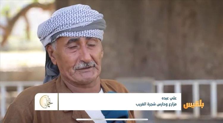 الحاج علي عبده.. حارس شجرة “الغريب” منذ عقدين يصارع المرض دون اهتمام
