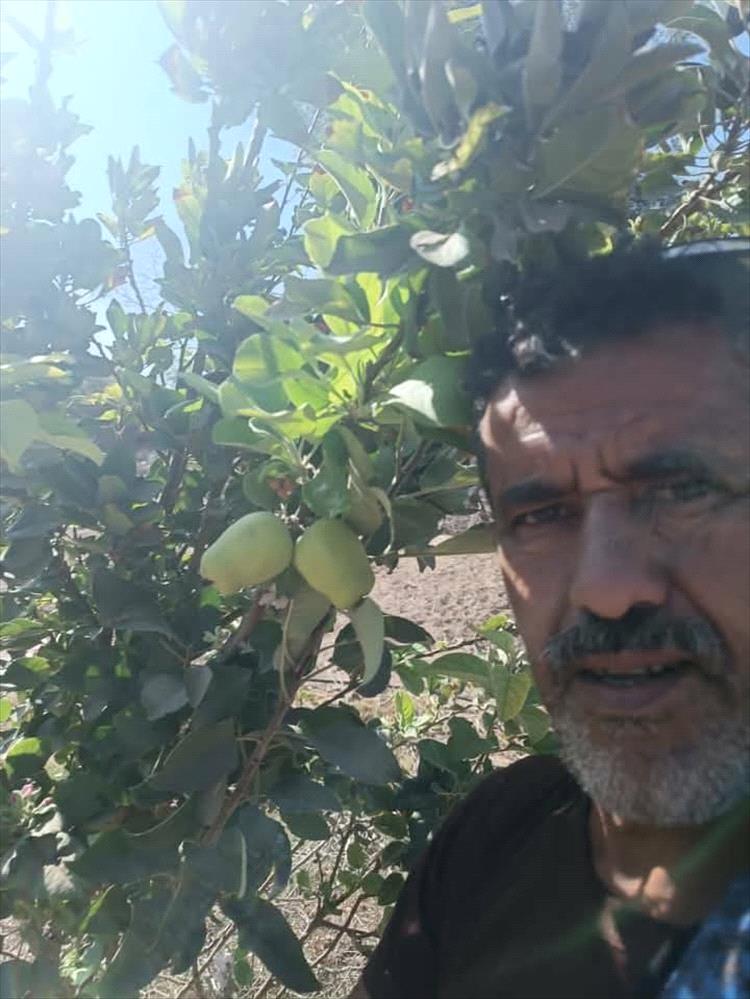 نجاح زراعة التفاح الأخضر في مديرية كرش بلحج يلفت الأنظار