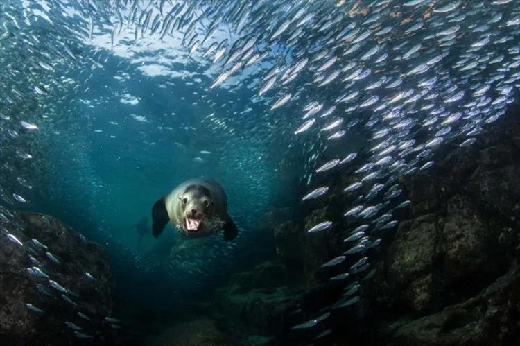 المحيطات تزداد عتمة.. ما تأثير ذلك على النظم البحرية؟