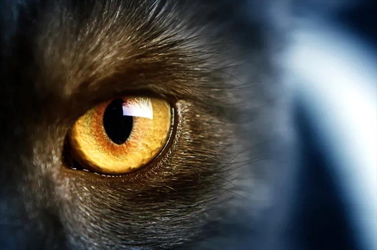 احذر فالحيتان لها آذان.. كيف تستخدم الاستخبارات الحيوانات للتجسس؟
