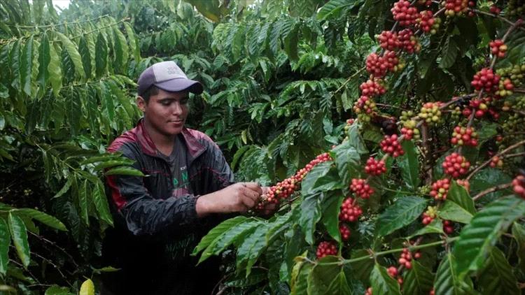 البن يقفز 8% بسبب توقف التجارة بين أميركا والبرازيل