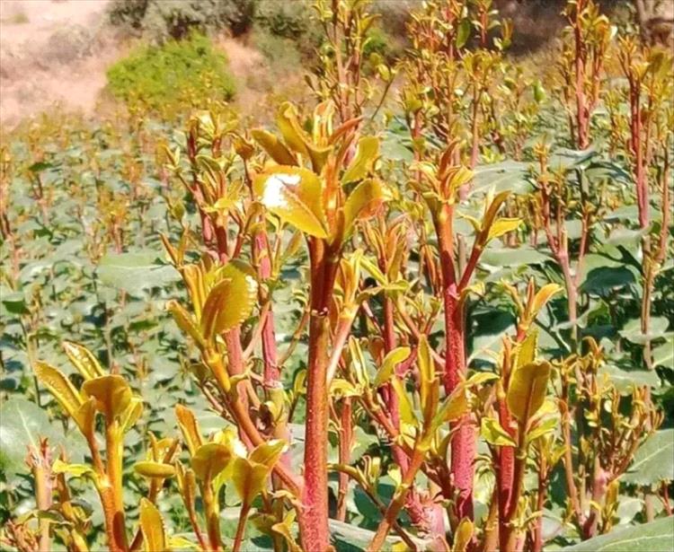 مواجهات مسلحة بين عصابة سرقة وحراس مزرعة "قات" في رداع تؤدي لمقتل اثنين وإصابة آخرين