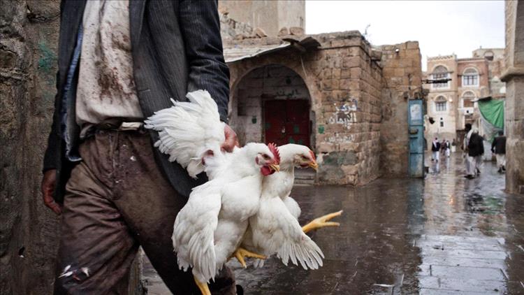 اليمن... إنتاج الدواجن يصطدم بغلاء الأعلاف