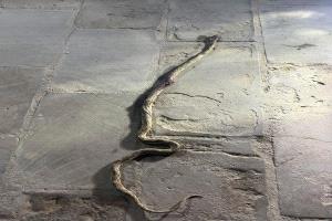 العثور على ثعبان ضخم في حي ريمي والمنصورة تشهد حالة استنفار بين السكان