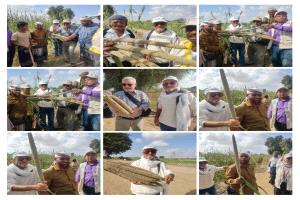 أبين : محطة البحوث الزراعية الكود تقيم يومأ حقليا في منطقة الخاملة