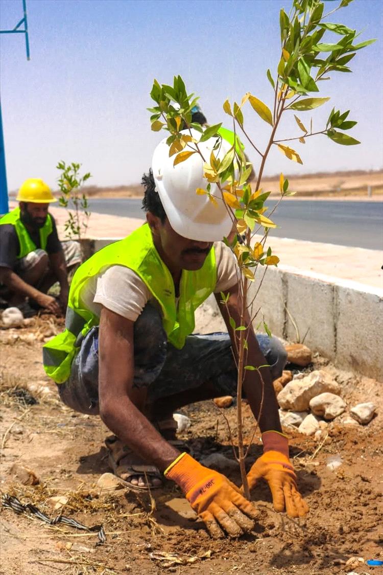 بتوجيهات المحافظ بن الوزير.. بدء أعمال التشجير لعدد من الشوارع الرئيسية بمدينة عتق