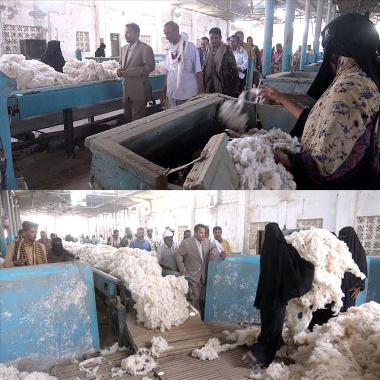 محافظ أبين يدشن عملية حلج القطن طويل التيلة بمحلج القطن بالكود