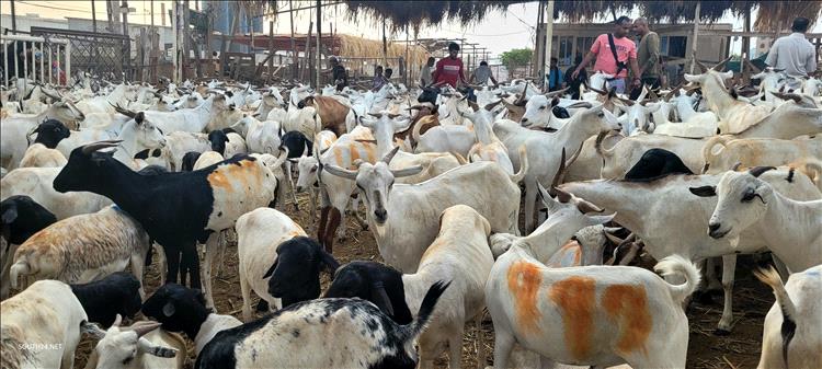 مواطنون في عدن: أسعار أضاحي العيد هذا العام تجاوزت قدرتنا الشرائية