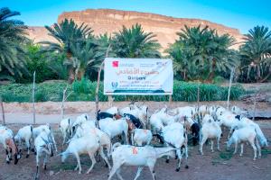 جمعية الحكمة اليمانية الخيرية توزّع لحوم الأضاحي لعام 1446هـ على 16,800 مستفيد في حضرموت