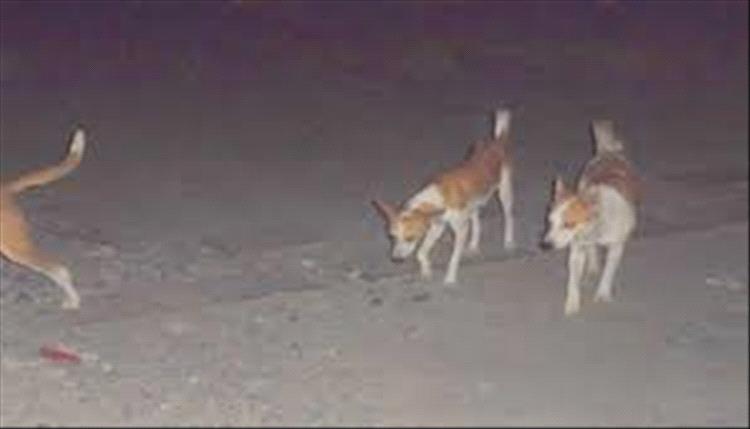 مناشدة للجهات المختصة بشأن هجمات الكلاب المسعورة في مديرية مودية