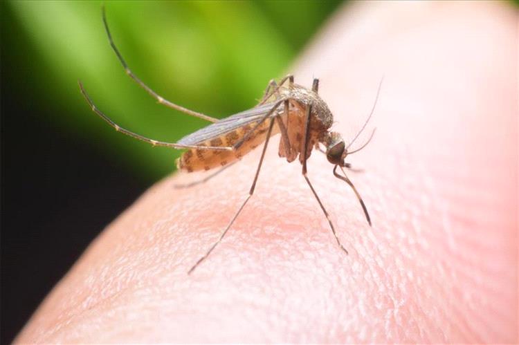في الصيف.. قرص الناموس يزداد إزعاجاً وهذه طرق العلاج والوقاية