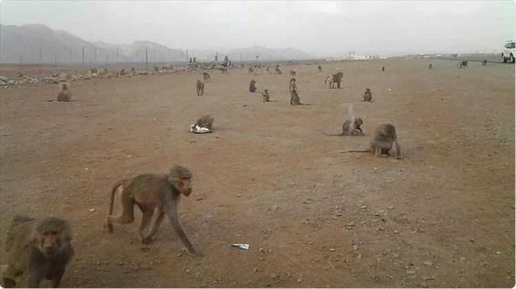 قرود متوحشة ترتكب جريمة مروعة في البيضاء