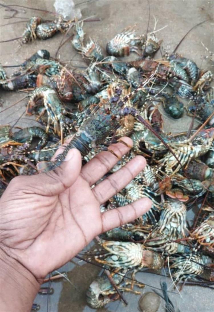 فعل خطير يقوم به الصيادون في المياه الإقليمية اليمنية