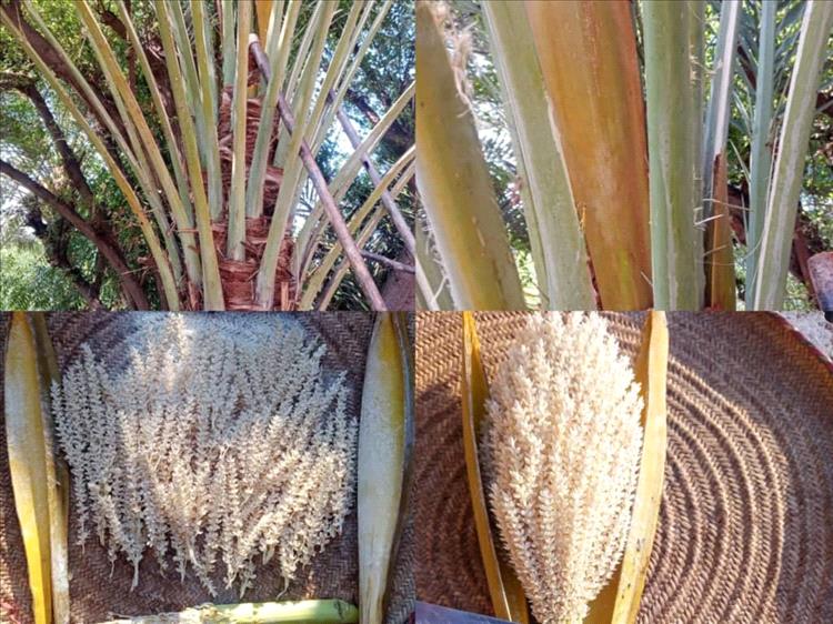 نخلة نادرة تثمر اربع مرات خلال العام بشبوة