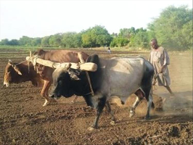 التراث الزراعي بلحج .. بحث تراثي حول ممارسات الزراعة التقليدية ودور البتول والذاري والضميد في المجتمع الزراعي القديم بلحج
