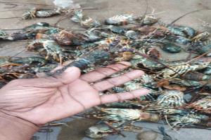 فعل خطير يقوم به الصيادون في المياه الإقليمية اليمنية