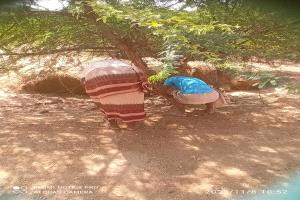 شباب الكورة ينفذون حملة تطوعية لإزالة أشجار السيسبان من طريق السد المائي في لودر