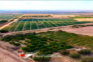 دلتا تبن.. لوحة خضراء في قلب محافظة لحج