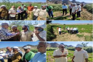 فريق متخصص من محطة البحوث الزراعية بالكود ينفذ زيارة ميدانية الى عدد من الحقول الزراعية بمناطق دلتا أبين