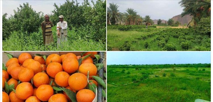 الجوف... صحراء تتحول إلى واحة أمل نحو زراعة ذكية ومستدامة في اليمن