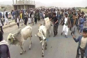 صنعاء.. تحكيم قبلي ينهي فضيحة الضبيبي والجرموزي بعد اتهامات أخلاقية وصراع نفوذ حوثي