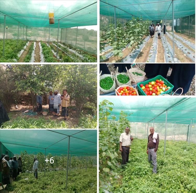 لحج.. مدير عام طور الباحة يطلع على إنتاج الخضروات في المشاتل الزراعية