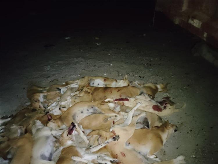 حملة تسميم الكلاب الضالة في بروم ميفع تحقق نجاحا كبيرا في يومها الأول