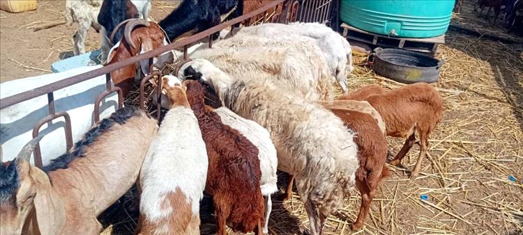 صاحب سوق عدن المركزي للمواشي: العمل يسير بوتيرة عالية خلال اجازة عيد الفطر وإقبال كبير وخدمات متميزة