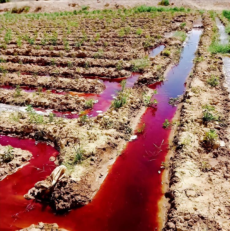 صحفي يحذر: مبيدات القات "سرطان خفي" يهدد اليمنيين