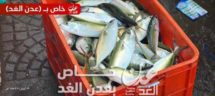 أسماك “الباغة” تعود إلى سواحل عدن مع بداية موسم الصيد