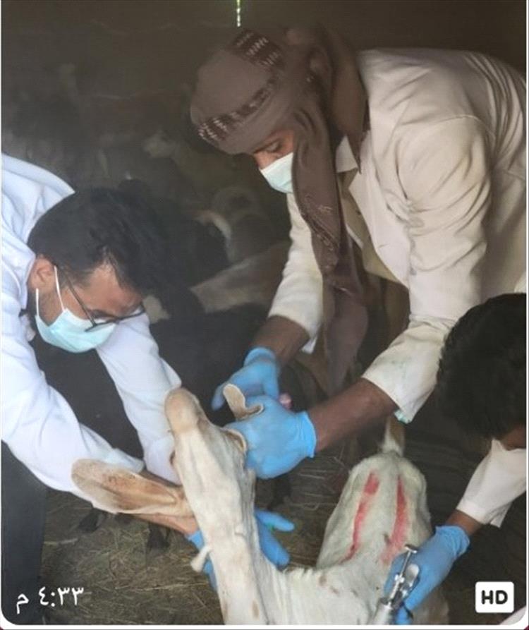 تواصل الحملة البيطرية لتحصين  الأغنام والماعز في أسبوعها الأول  بمديرية حبان بشبوة