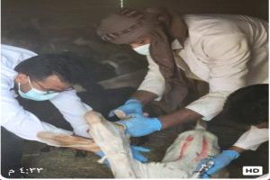 تواصل الحملة البيطرية لتحصين  الأغنام والماعز في أسبوعها الأول  بمديرية حبان بشبوة