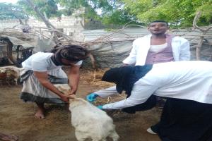 رئيسة جمعية الوفاق للإنتاج الزراعي والحيواني متعددة الأغراض تشارك بحملة تطعيم المجترات الصغيرة في أبين