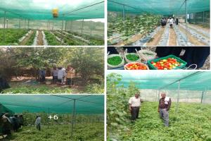 لحج.. مدير عام طور الباحة يطلع على إنتاج الخضروات في المشاتل الزراعية