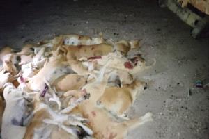 القضاء على أعداد كبيرة من الكلاب الضالة في بروم ضمن حملة رسمية