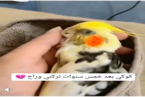 (كوكي) الطائر الصغير الذي أشعل جدلاً واسعًا في اليمن؟