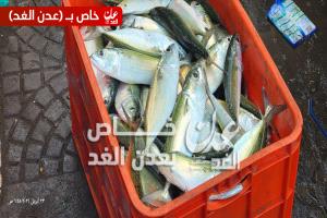 أسماك “الباغة” تعود إلى سواحل عدن مع بداية موسم الصيد