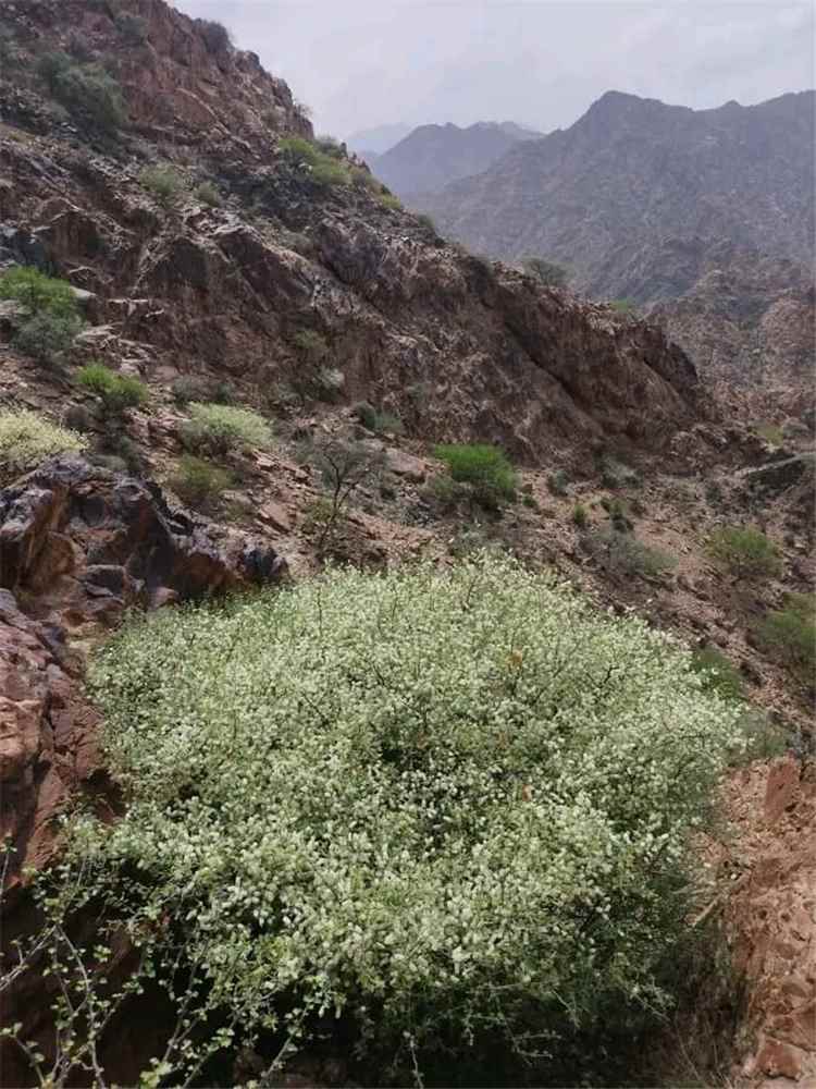 عبق الطبيعة وسحر الجمال: "البويردة" تكسو جبال وادي حطاط بلوحة خضراء خلابة