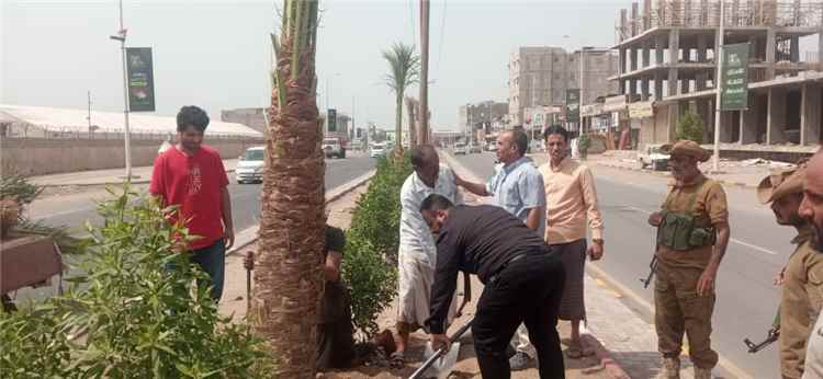 عدن.. اليزيدي يغرس النخلة رقم (211) في شارع الخمسين إيذاناً باكتمال أعمال التشجير والتحسين