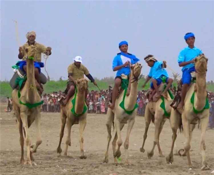 النخيلة بالحديدة تحتفي بموسم التمور بمهرجان تراثي وشعبي