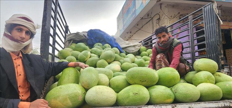 البطيخ يتصدر موائد اليمنيين ويؤكد مكانته كفاكهة أولى بلا منازع