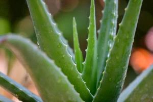 دراسة حديثة: «الآلوفيرا» قد تفتح باباً بحثياً جديداً في مواجهة ألزهايمر