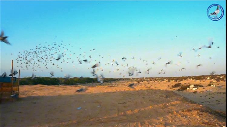 اتحاد العاصفة ينظم سباق الحمام الزاجل لمسافة 370 كيلومترًا بمشاركة 41 بطلاً