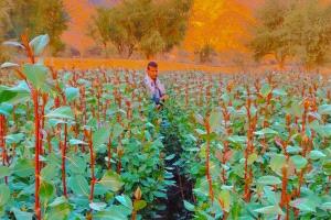 مقتل شاب داخل مزرعة قات في عمران